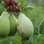 Hand holding fresh organic calabashes in a lush garden setting, showcasing healthy produce and agriculture.