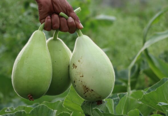 Hand holding fresh organic calabashes in a lush garden setting, showcasing healthy produce and agriculture.